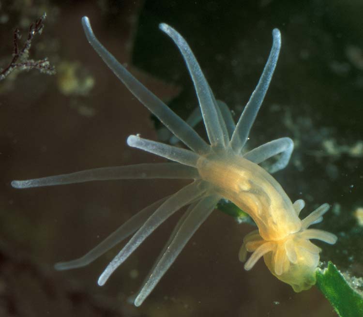 Представитель Семейства Gonactiniidae